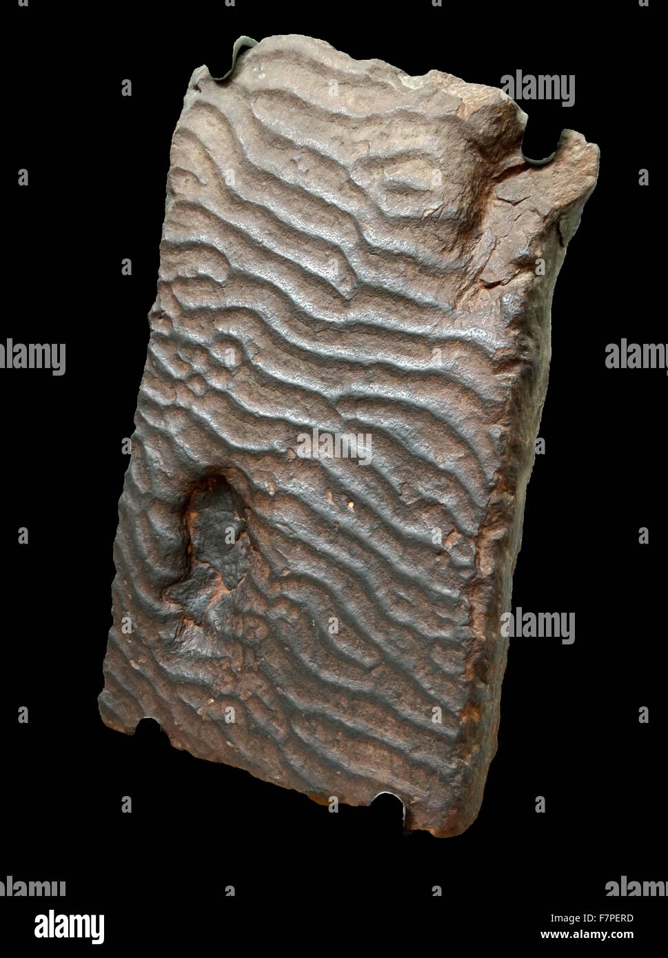 Ripple slab shows ripple marks formed by waves 200 million years ago Stock Photo
