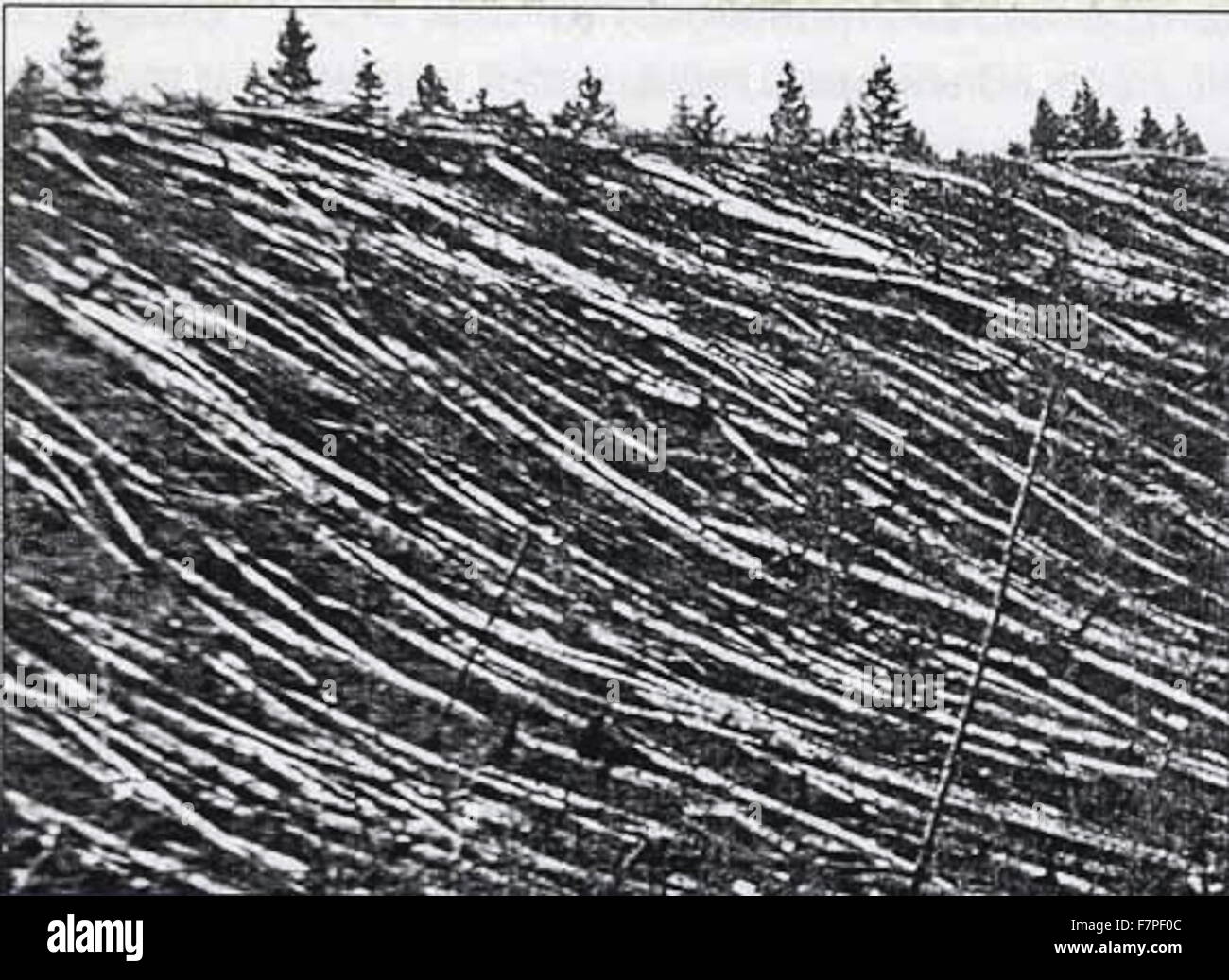 Photograph from the Tunguska event was a large explosion that occurred near the Stony Tunguska River, in what is now Krasnoyarsk Krai, Russia. Dated 1908 Stock Photo