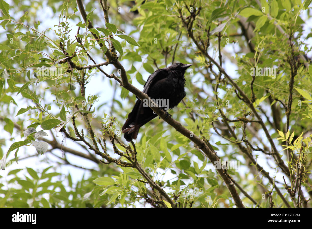 Jackdaw (Corvus monedula) in an ash tree (Fraxinus excelsior), viewed from almost directly below Stock Photo
