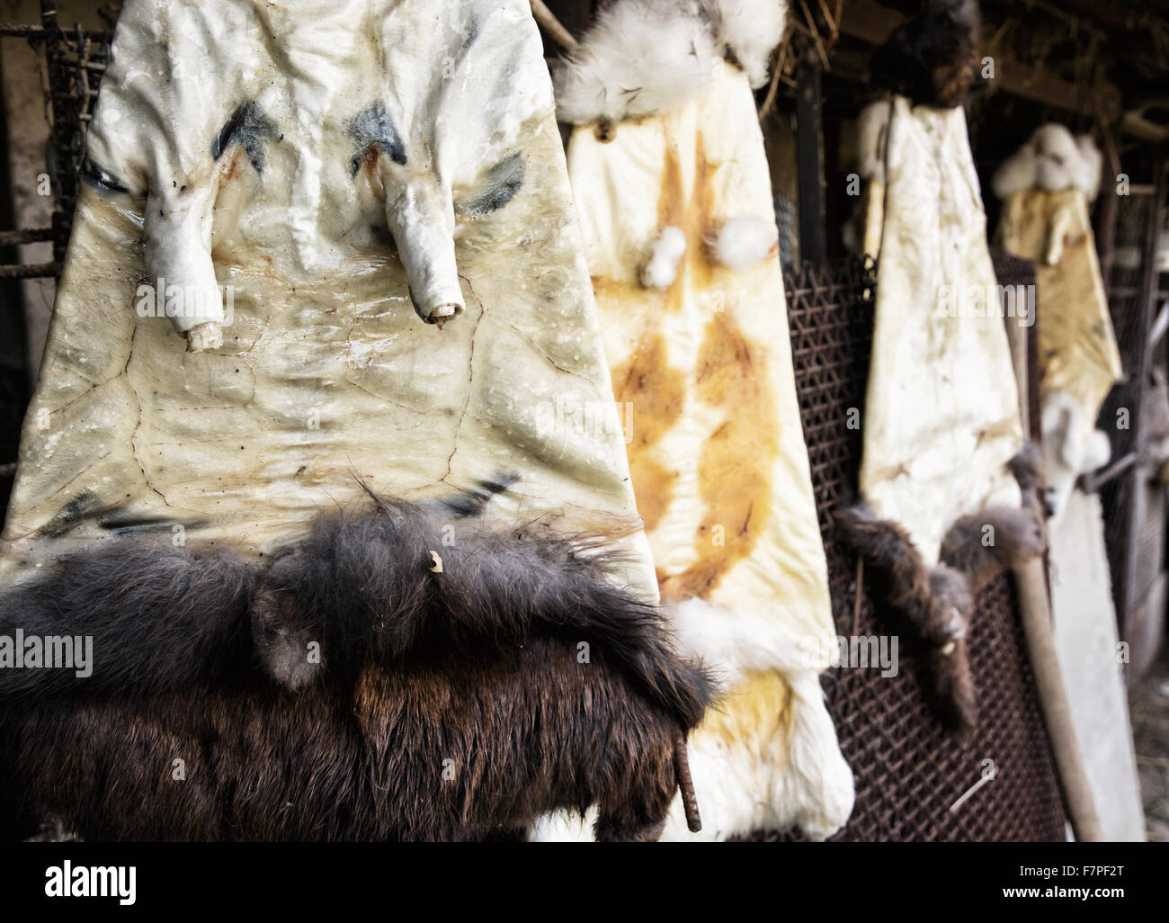 Rabbit furs hanging on the hooks in the farm. Stretched skin Stock