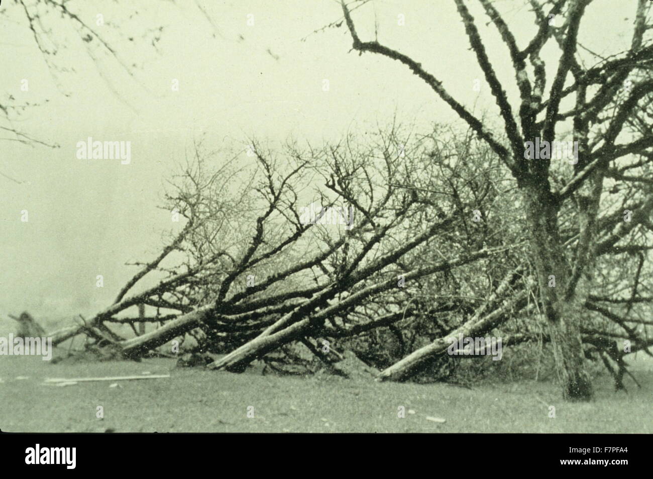 Photograph of uprooted trees caused by a freak gale in Oregon. Dated 1931 Stock Photo