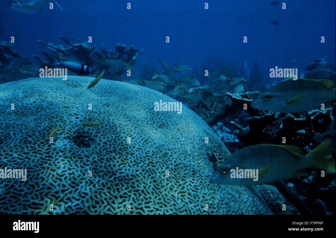 Photograph of Brain corals, a common name given to corals in the family