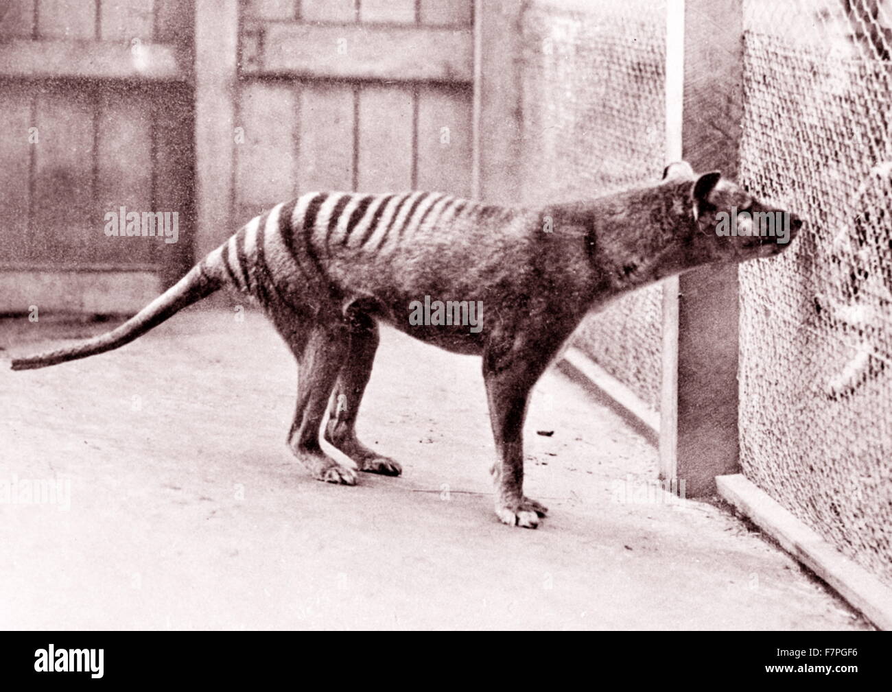Now extinct, Tasmanian Tiger (thylacine) in Hobart Zoo Tasmania;Australia. 1933 Stock Photo