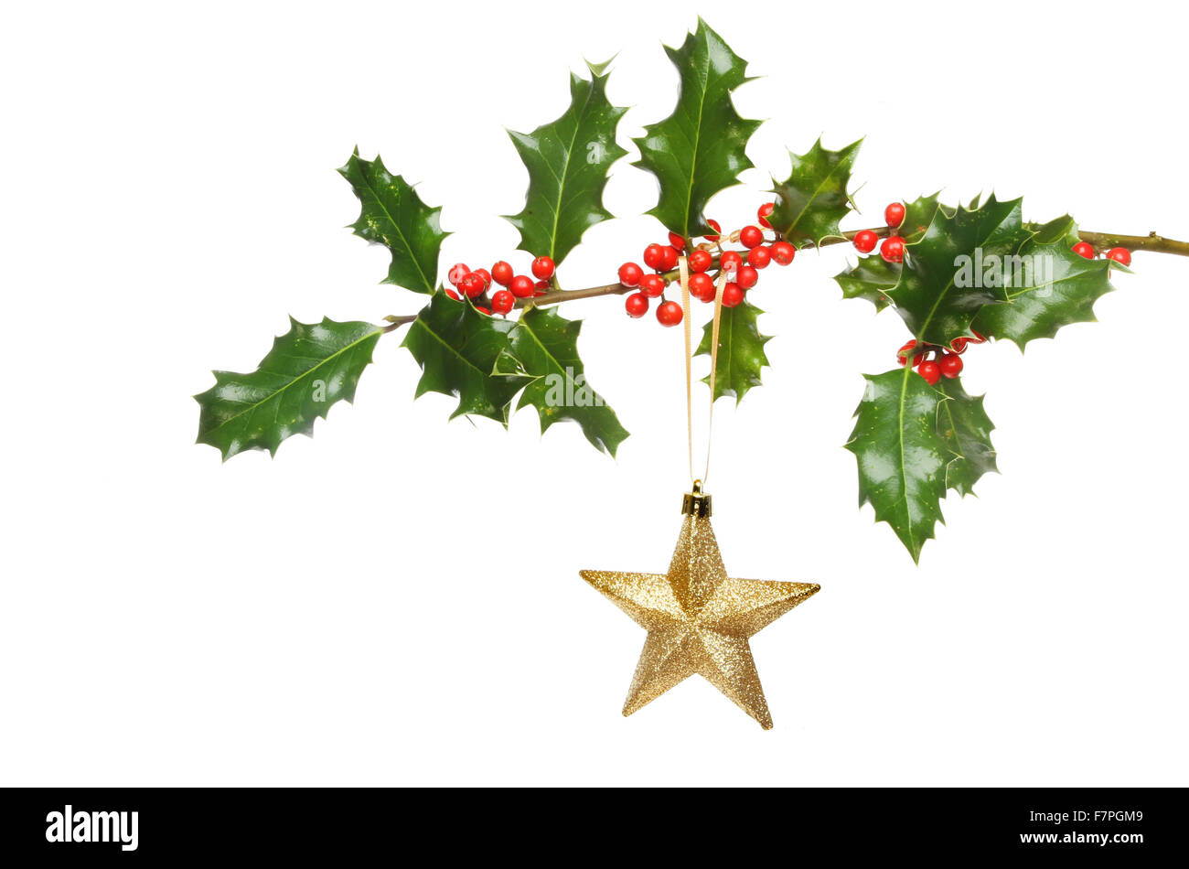 Gold glitter Christmas star decoration hanging from a Holly branch ...