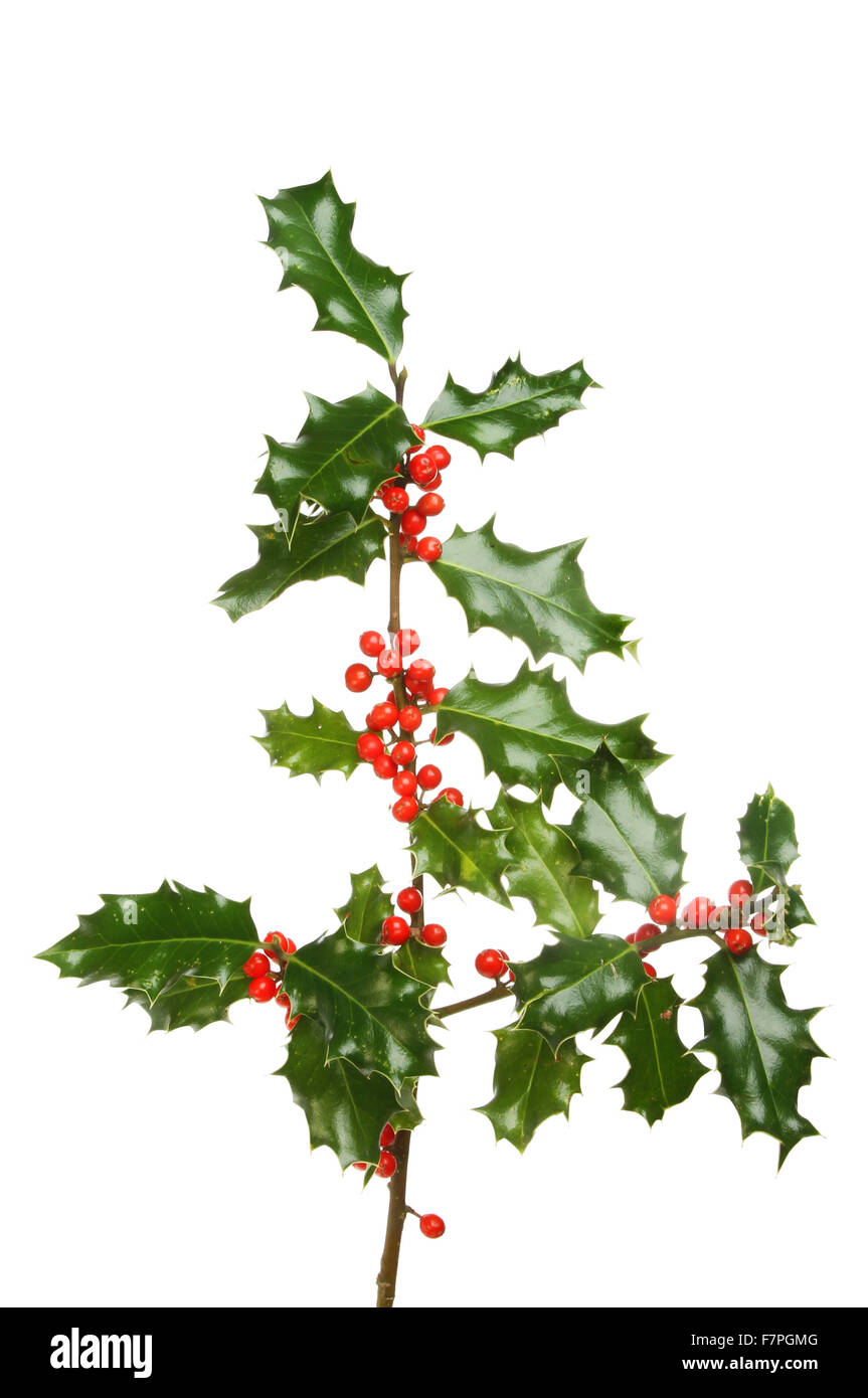 Holly branch with numerous red berries isolated against white Stock Photo