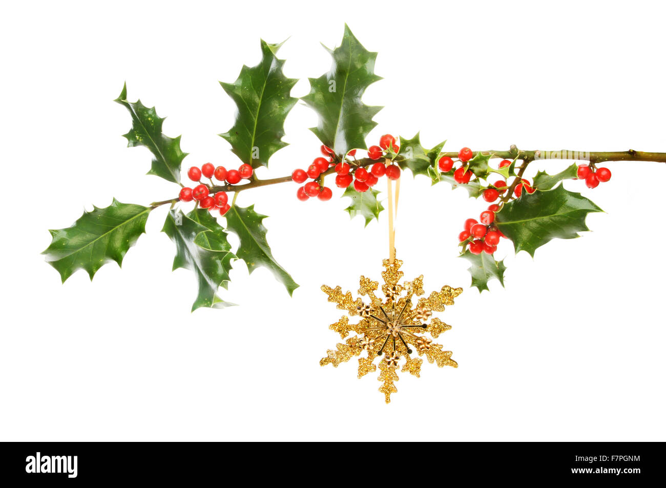 Gold glitter Christmas star hanging from a berry laden Holly branch ...