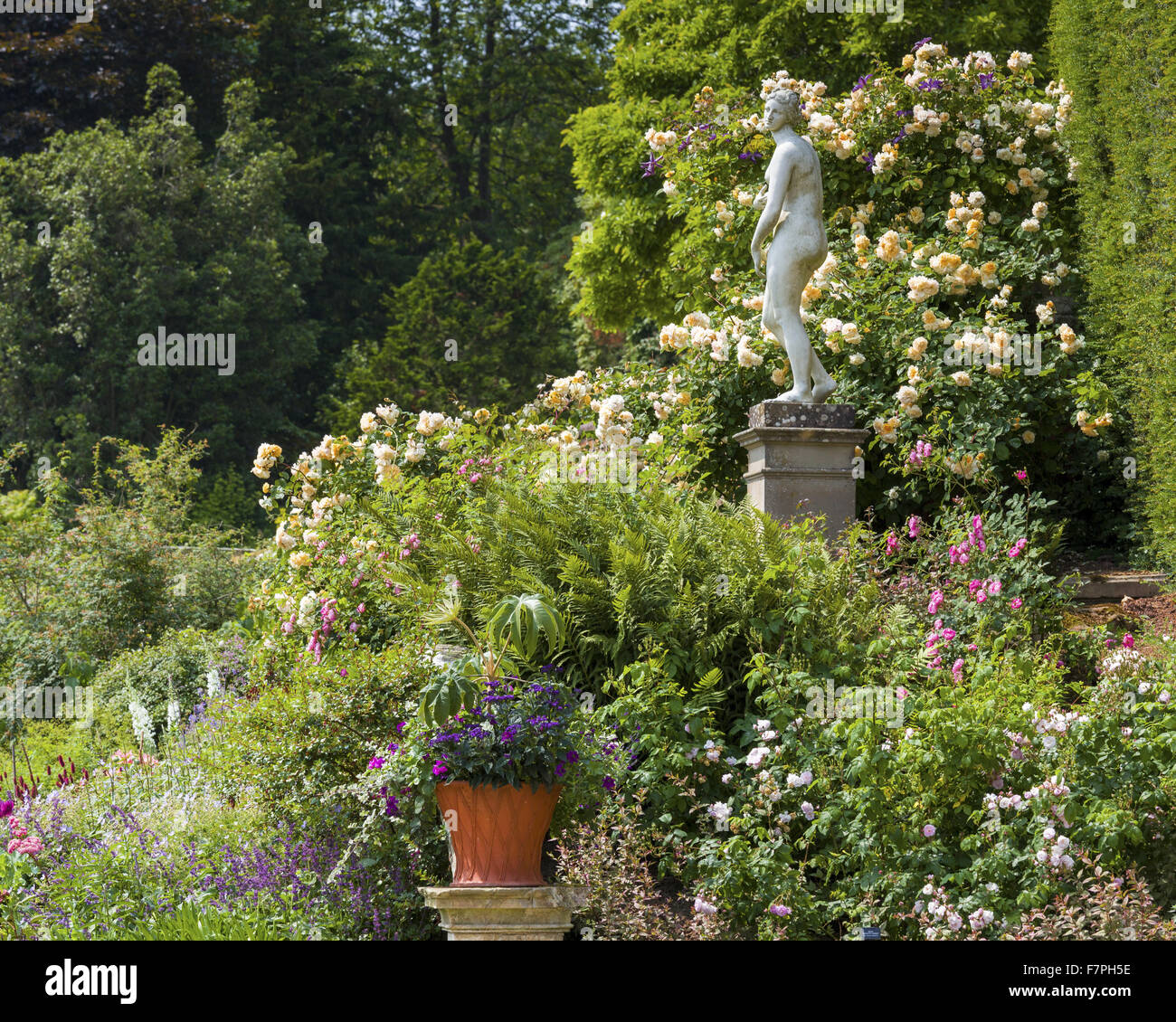 Tumbling Roses Clematis pot plant hi-res stock photography and images - Alamy