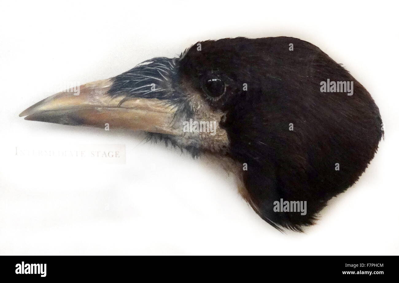 Head of a Rook, member of the Corvidae family in the passerine order of bird. Dated 19th Century Stock Photo