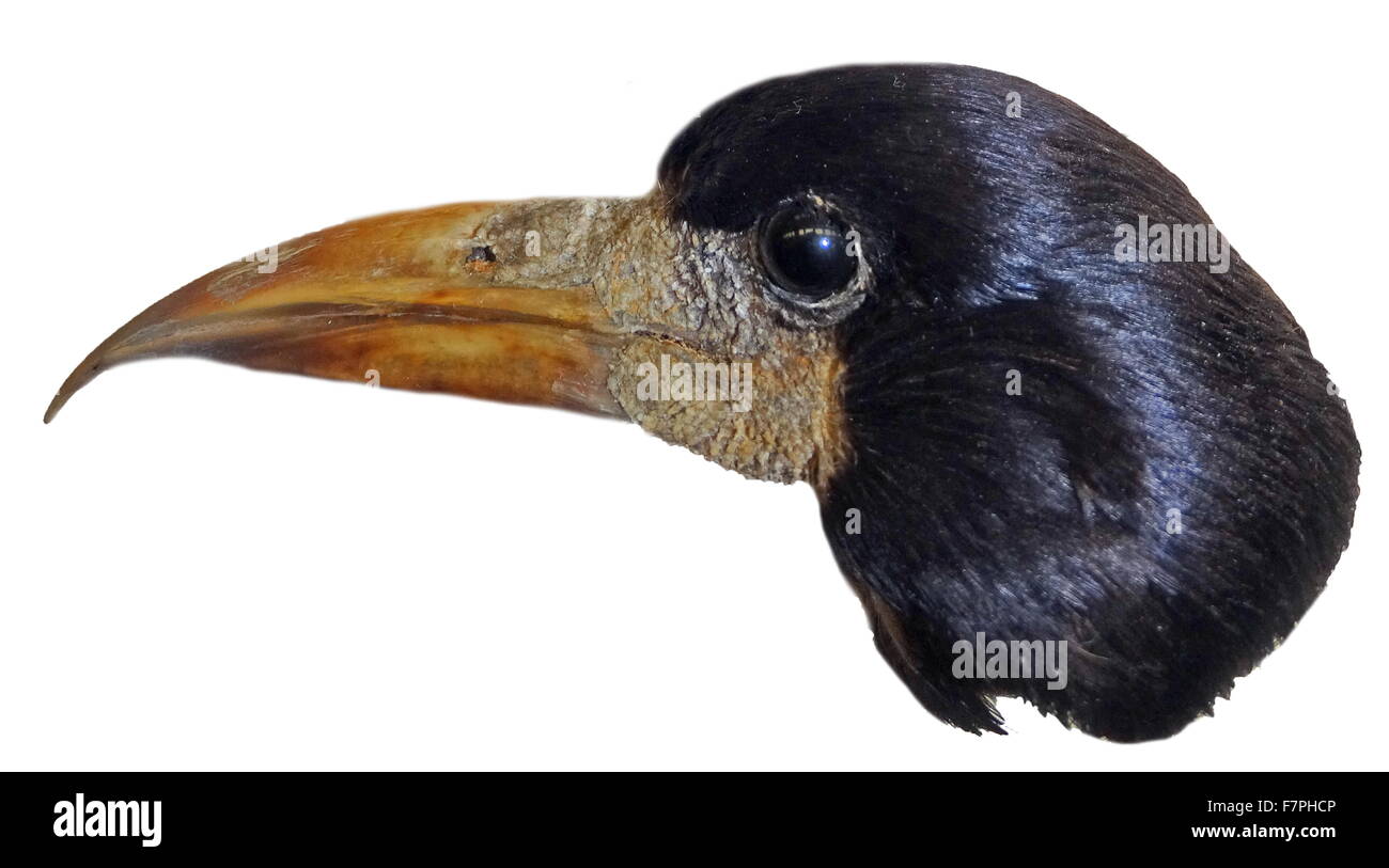 Head of a bird belonging to the Corvidae family. Dated 19th Century Stock Photo