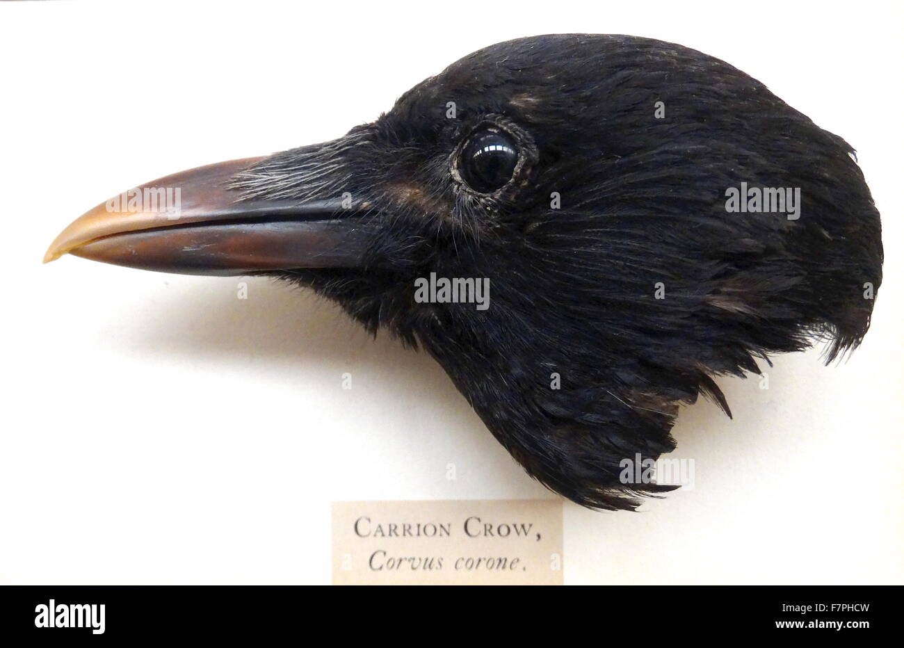 Head of a Carrion Crow, a passerine bird of the Corvidae family and the genus Corvus. Dated 19th Century Stock Photo