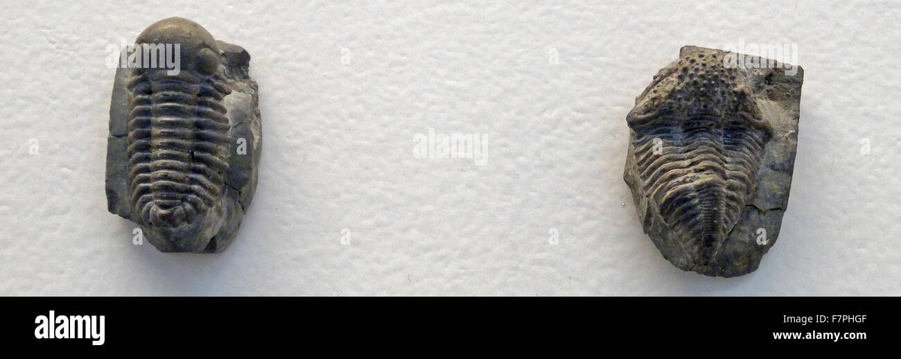 Britannicus Stock Photos & Britannicus Stock Images - Alamy
