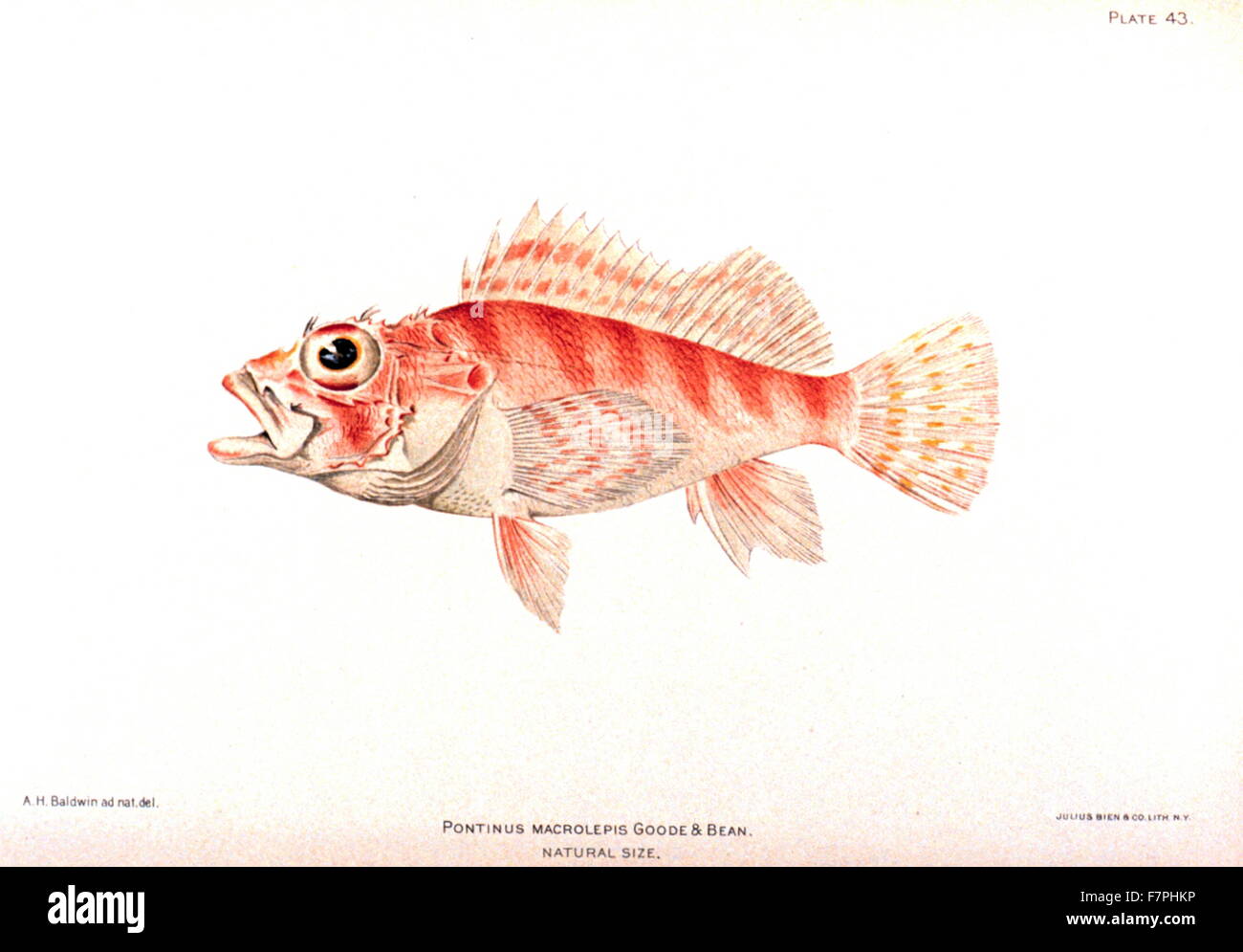 Illustration of an Pontinus macrolepis Goode & Bean from 'The Fishes of Porto Rico', by Barton Warren Evermann (1853-1932) American ichthyologist, and Millard Caleb Marsh (1872–1936). Dated 1900 Stock Photo
