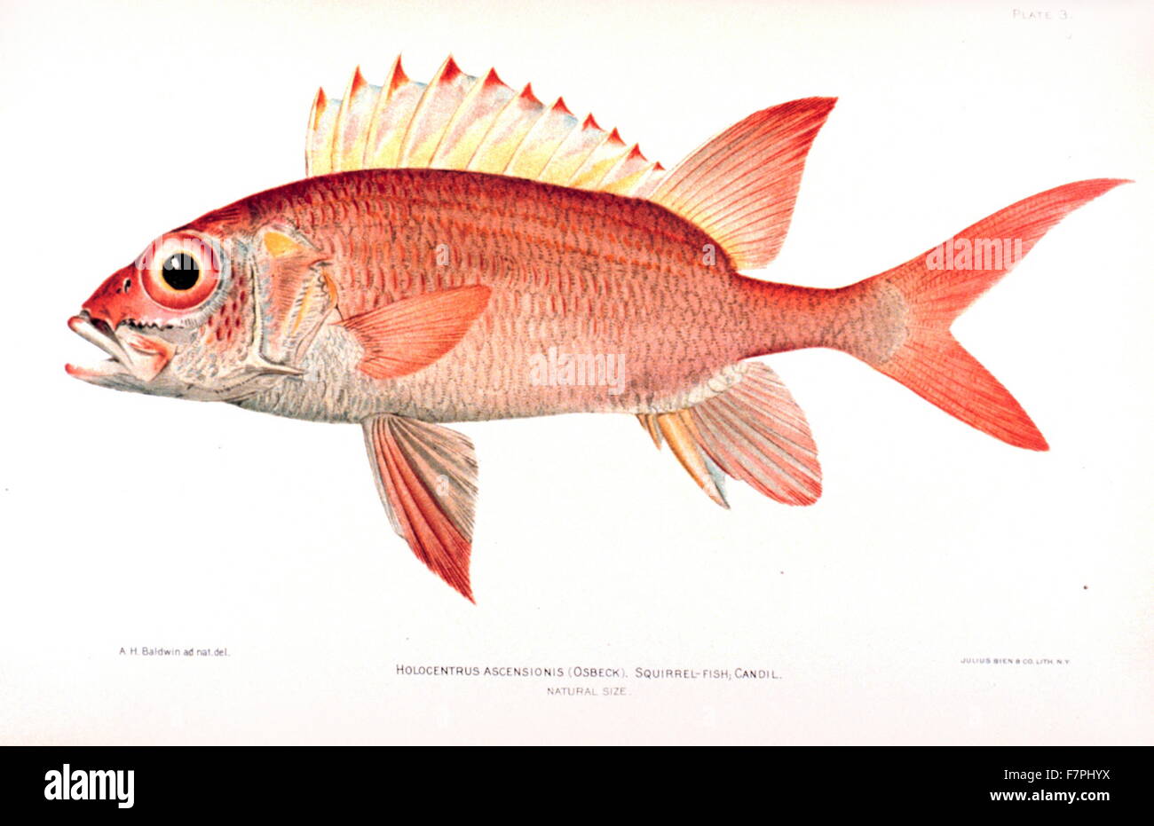 illustration of an Holocentrus ascensionis from 'The Fishes of Porto Rico', by Barton Warren Evermann (1853-1932) American ichthyologist, and Millard Caleb Marsh (1872–1936). Dated 1902 Stock Photo