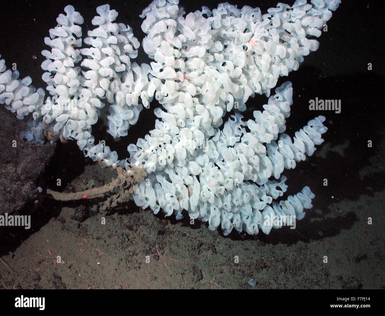Stalked white ruffled sponge, California, Davidson Seamount. Dated 2002 Stock Photo