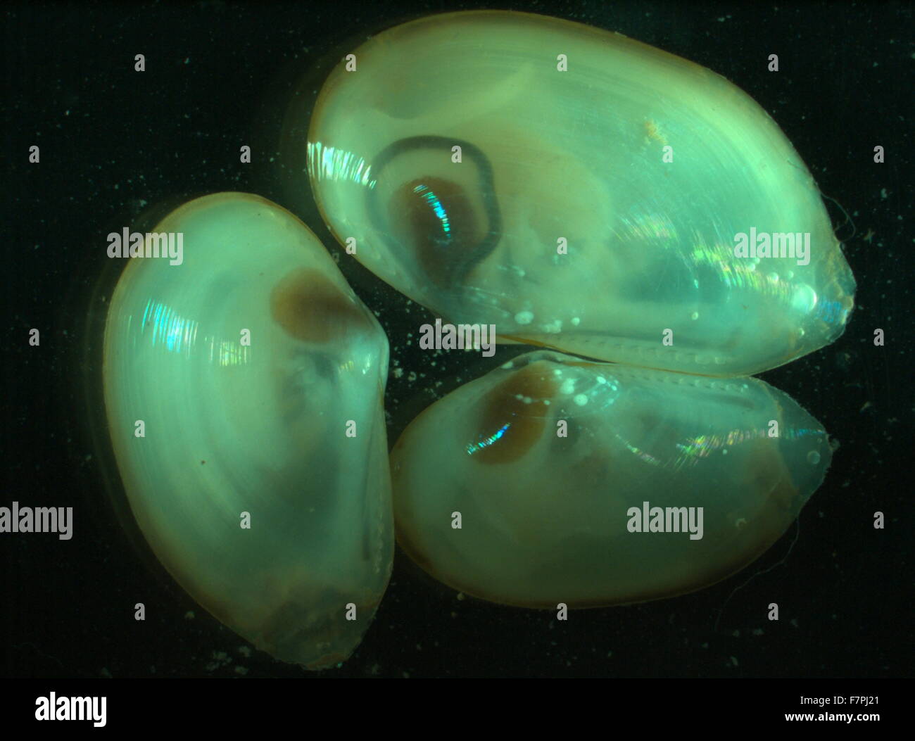 Bivalves brought up in a box core from the deep Arctic seafloor. Alaska