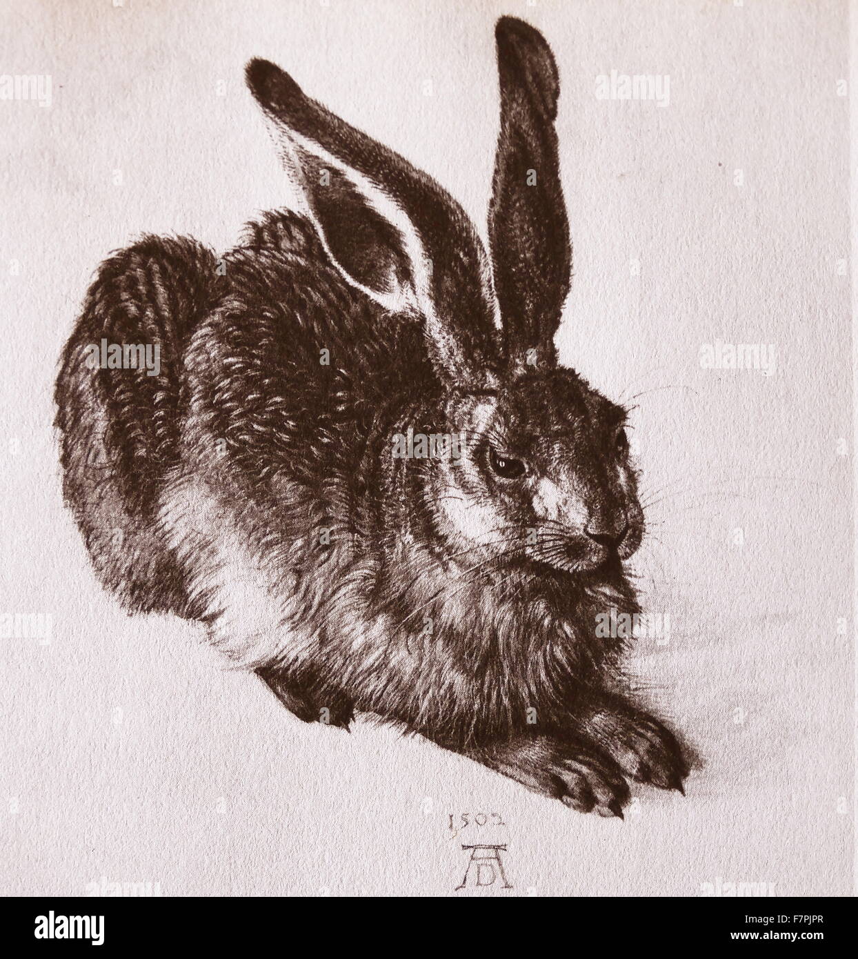 Watercolour of a young hare by Albrecht Dürer (14711528) painter