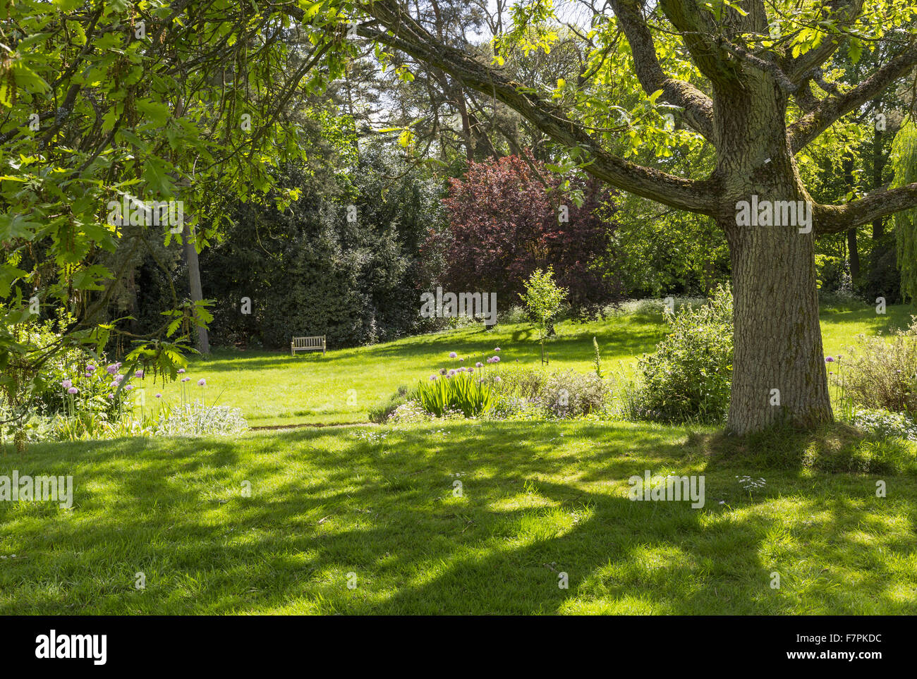 Dappled shade provided by a mature tree in the garden at Shaw's Corner
