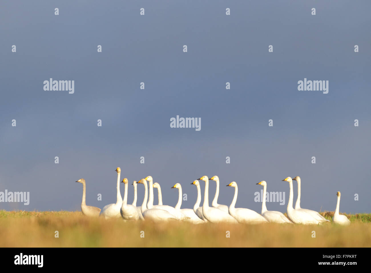 Flock of Whooper Swans with one Bewick’s swan in autumn. Europe Stock Photo