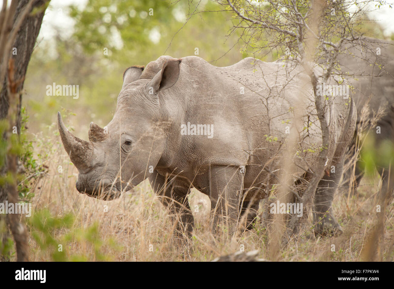 Rhinoceros graze by the side of the road in Kruger National Park, South Africa Stock Photo