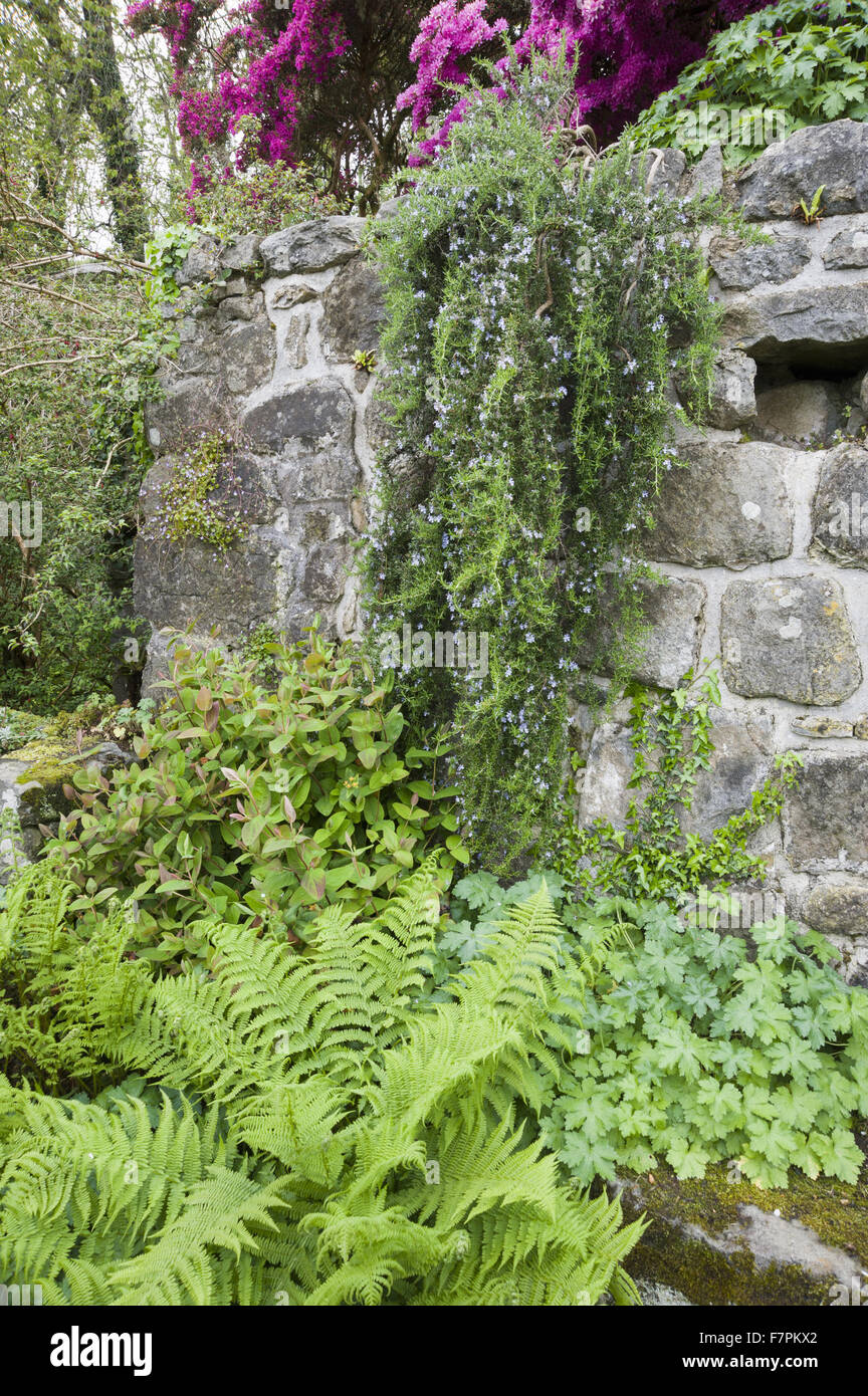 Cobbled courtyard beside the house at Plas yn Rhiw, Gwynedd. Featuring self-seeded geraniums, hypericums and ferns with bright azaleas and trailing rosemary above. Stock Photo