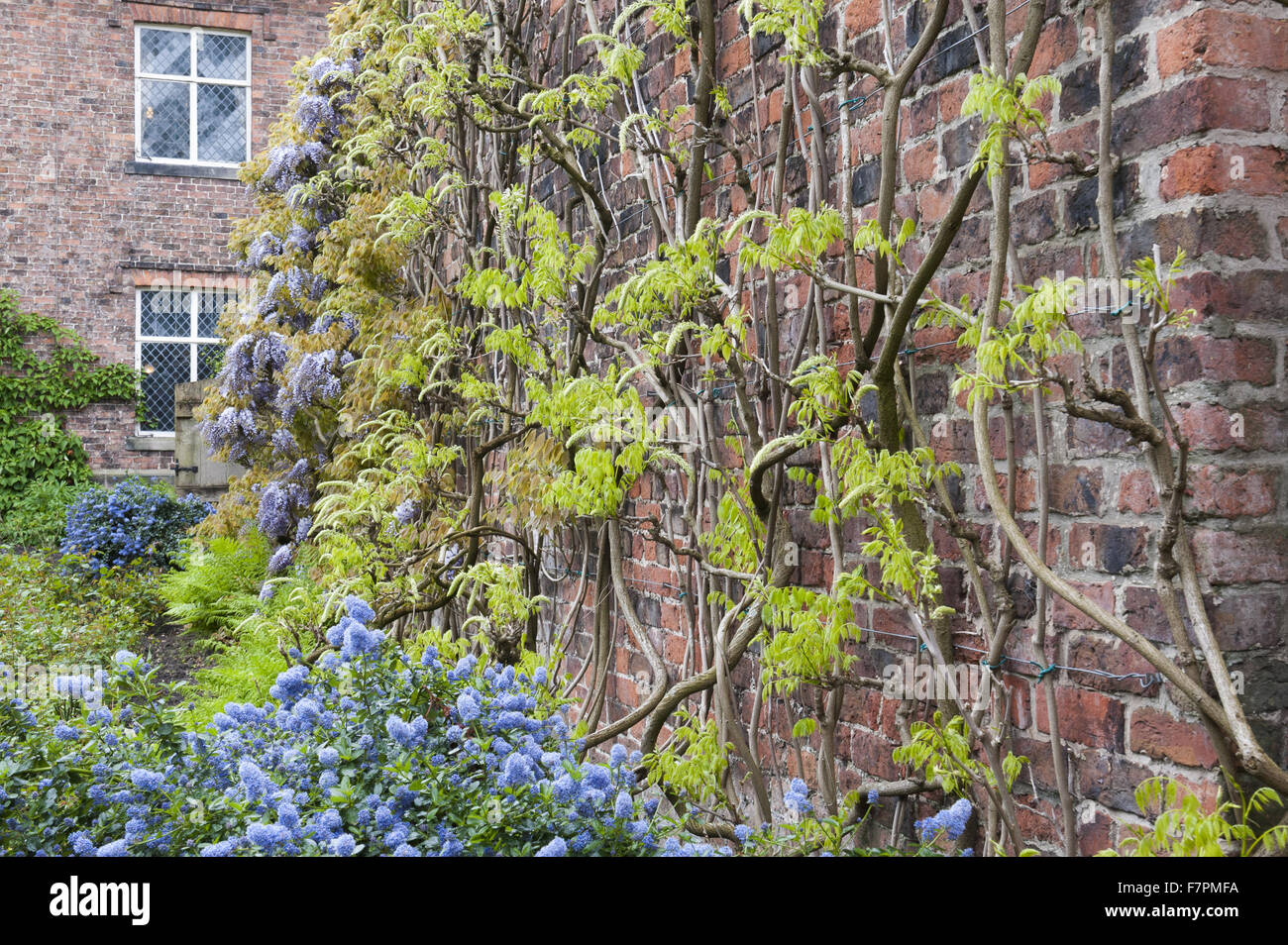 The gardens in the spring at Rufford Old Hall, Lancashire. Rufford Old Hall is more than 500 years old, and the gardens are Victorian in style. Stock Photo