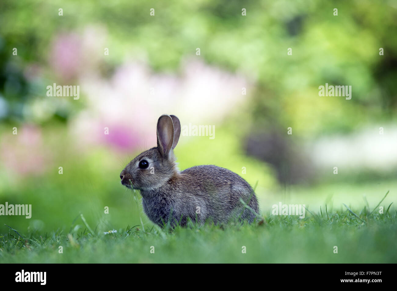 Wild rabbit at Bodnant Garden, Clwyd, Wales. Created by five ...