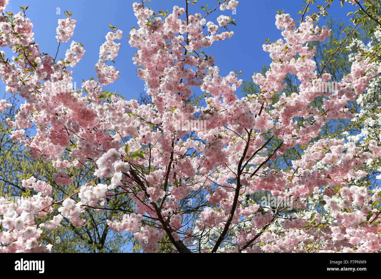 Cherry blossom tree in spring Stock Photo - Alamy