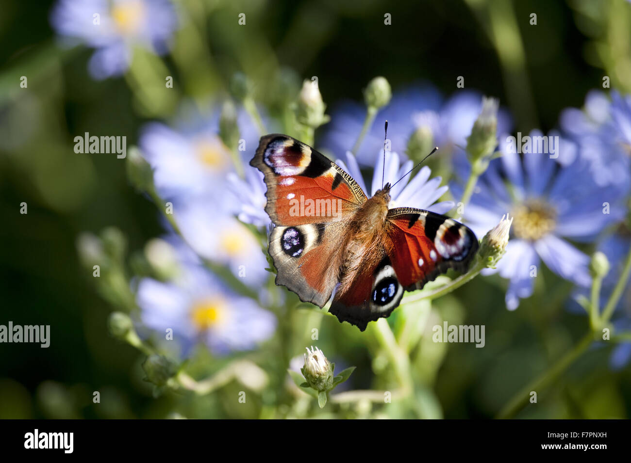 Butterfly in the garden in the summer at Monk's House, East Sussex