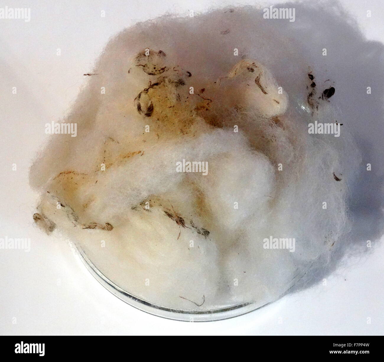 Sample of fleece from Dolly the Sheep. Dolly was the first mammal to