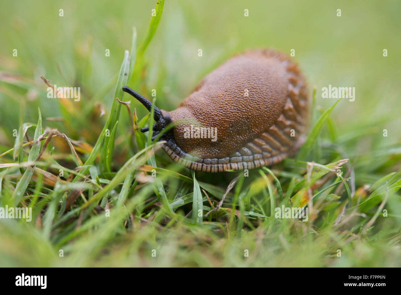 A great red slug (Arion ater) on the grass at Morden Hall Park, London. Stock Photo