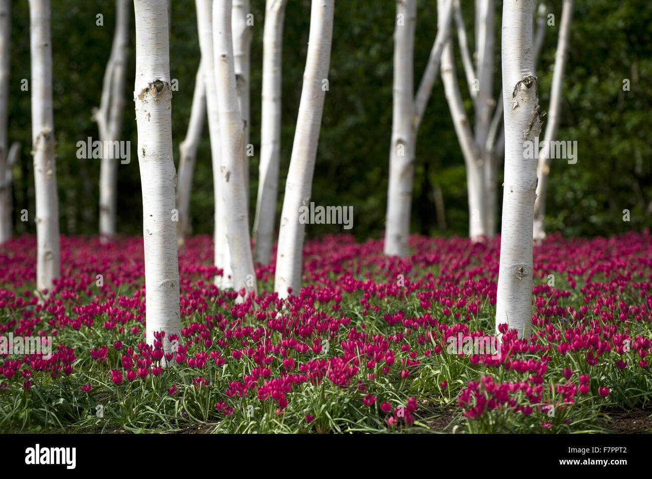 Flowers growing amongst the trees at Anglesey Abbey, Gardens and Lode Mill, Cambridgeshire. Stock Photo