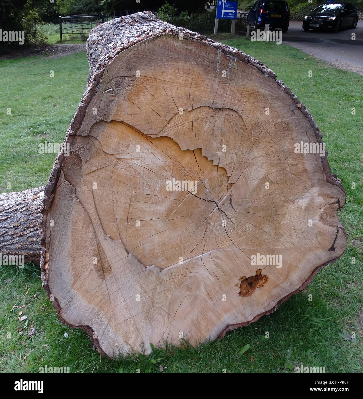 A cross section of a fallen tree showing the inner rings which help ...