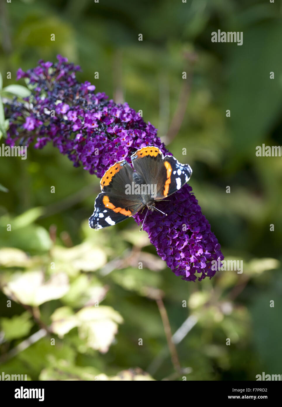 Butterfly in the garden in the summertime at Monk's House, East Sussex