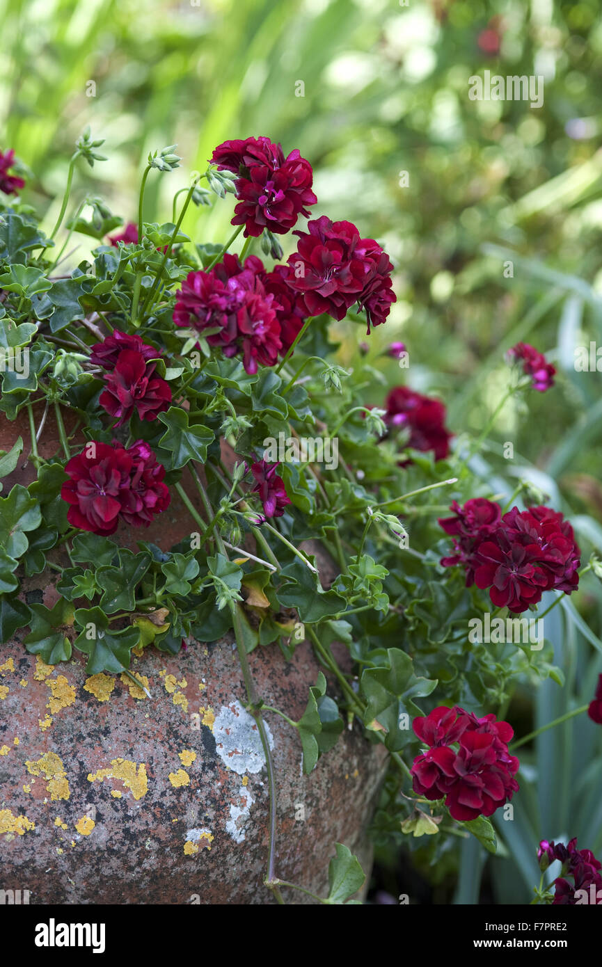 The garden at Monk's House, East Sussex. Monk's House was the writer