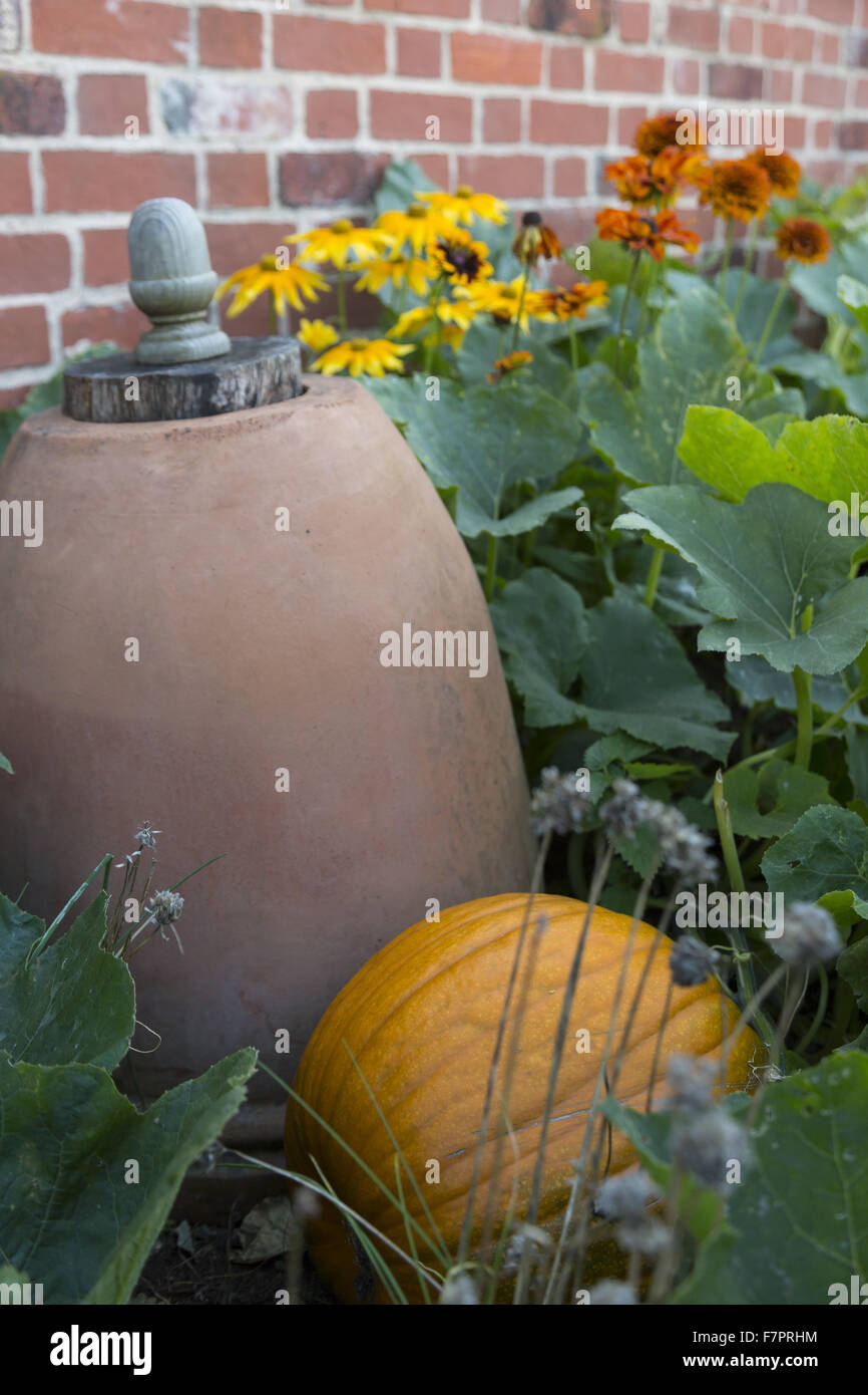 Pumpkin growing in the garden at Packwood House, Warwickshire. Packwood ...