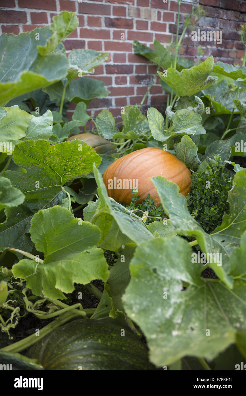 Pumpkin growing in the garden at Packwood House, Warwickshire. Packwood ...