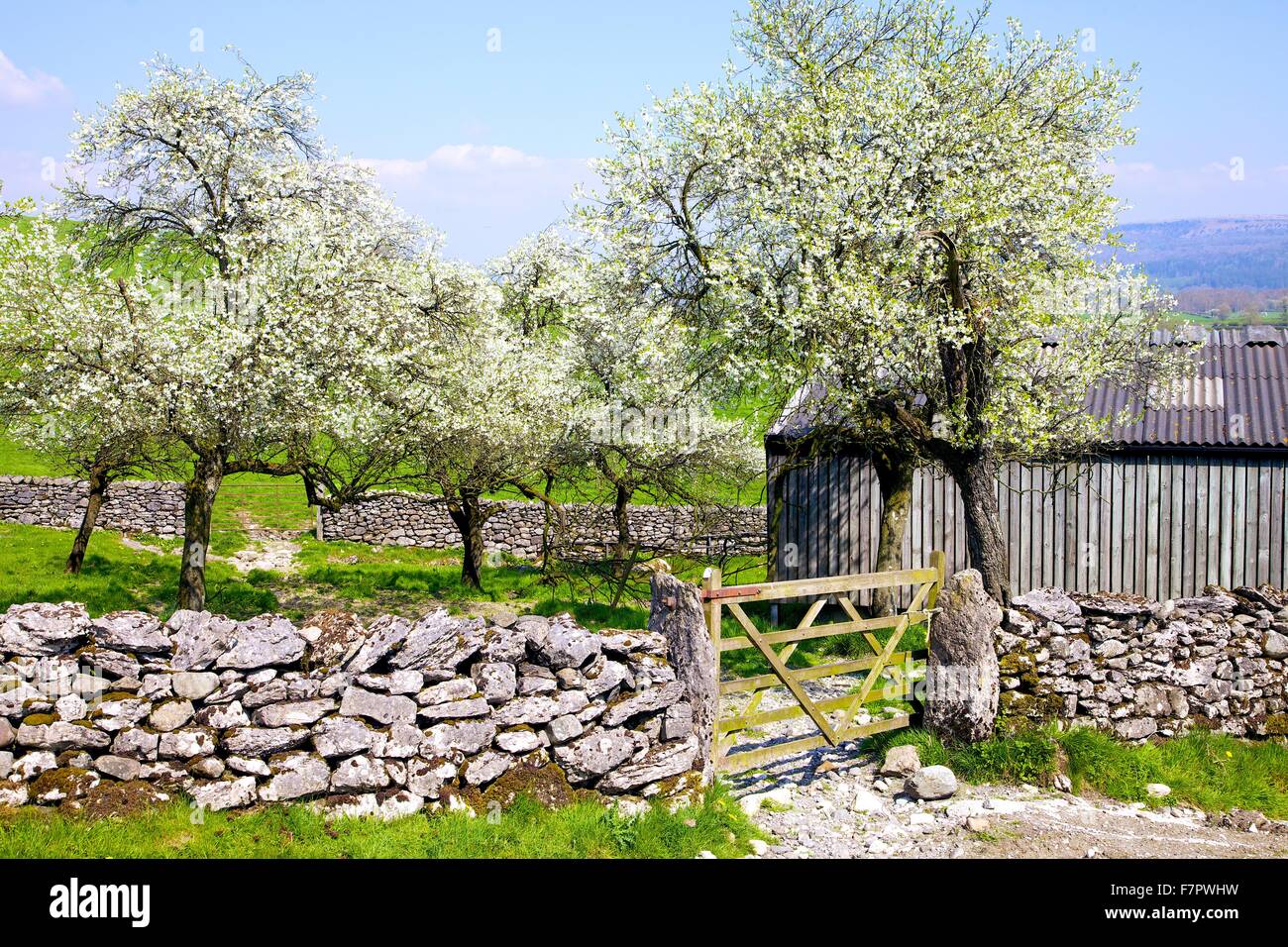 Lyth Valley. Damson tree orchard in blossom. Flodder Hall Farm, The