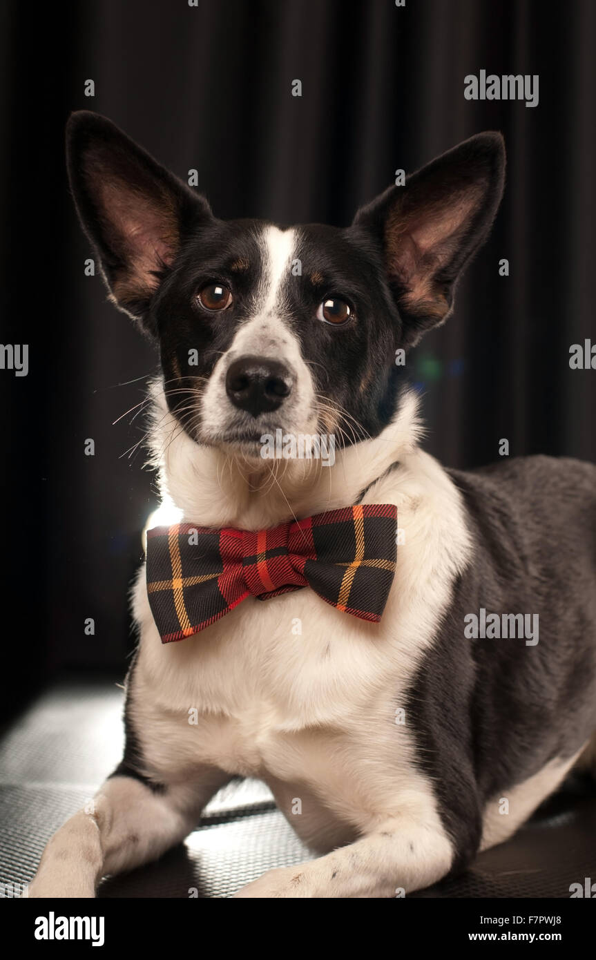 Studio portrait of black and white dog Stock Photo - Alamy