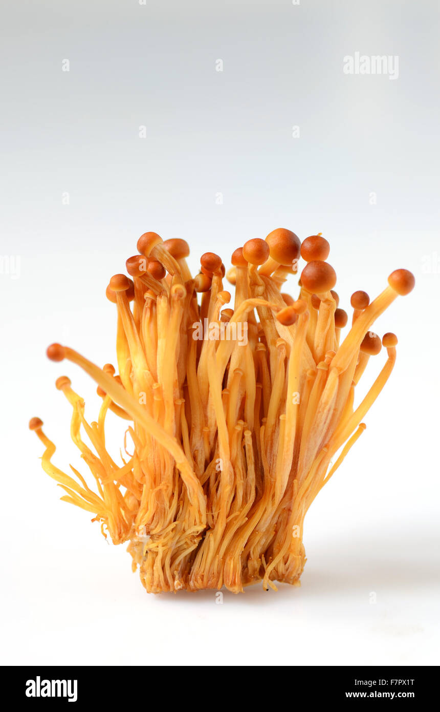 Fresh Shimeji mushrooms on a white background Stock Photo