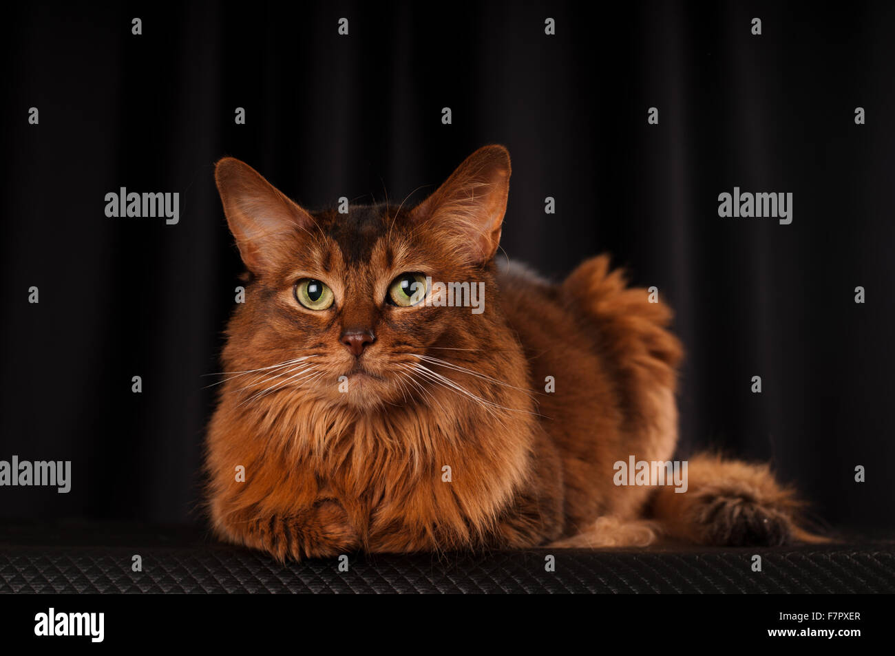 Somali cat portrait Stock Photo