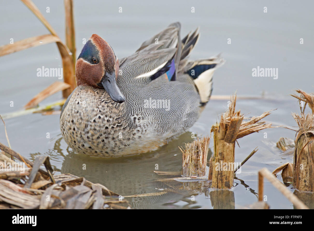 Eurasian Teal Stock Photo