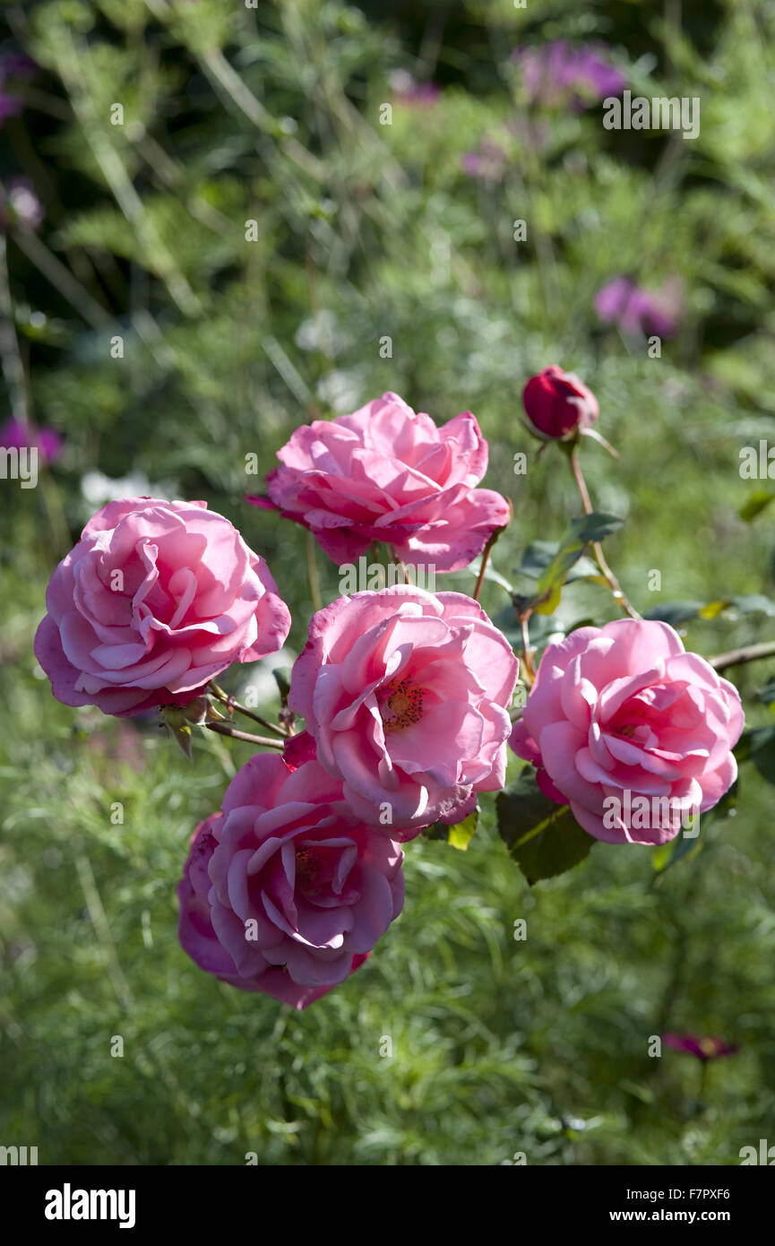 Pink roses growing in the garden in the autumn at Monk's House, East