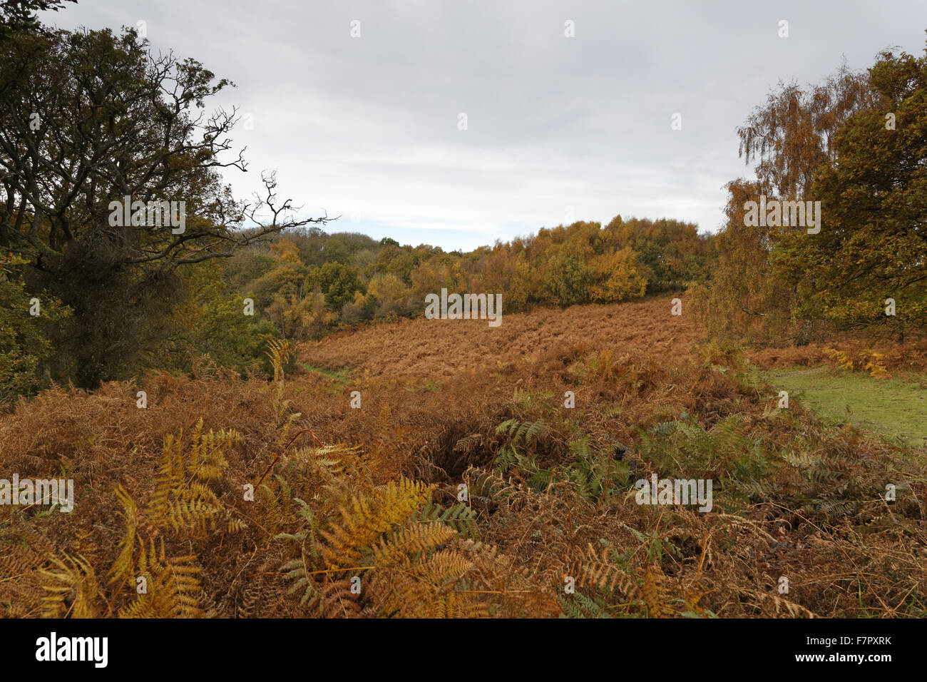 Bracken growing in woodland on the Ashridge Estate, Hertfordshire, in November. Stock Photo