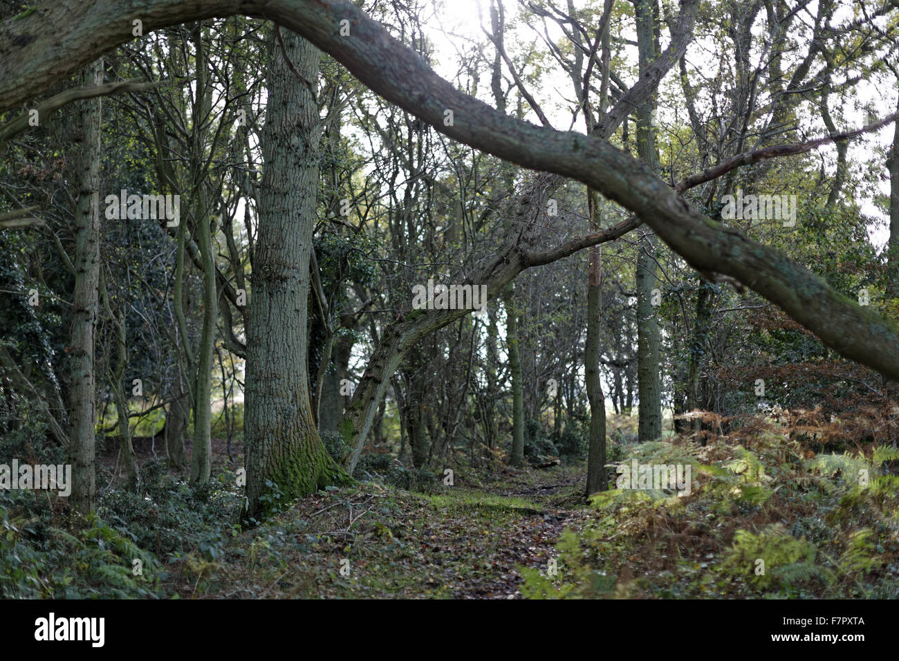 Autumnal woodland on the Ashridge Estate, Hertfordshire, in November