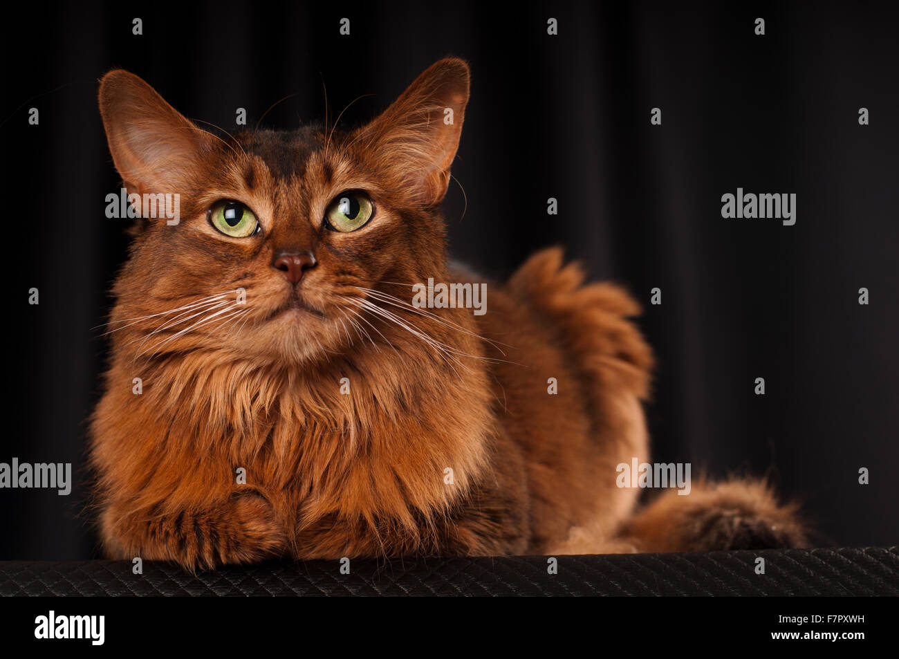 Somali cat portrait Stock Photo