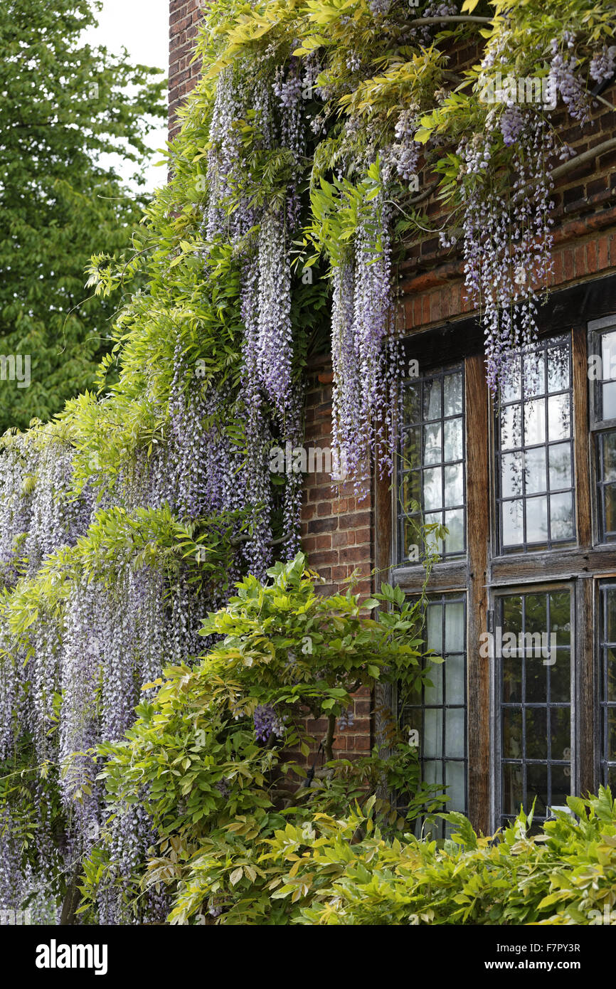 Wisteria in the garden at Goddards, North Yorkshire. An arts and crafts style house designed by Walter Brierley for Noel Goddard Terry, of the famous York chocolate-making firm. Stock Photo