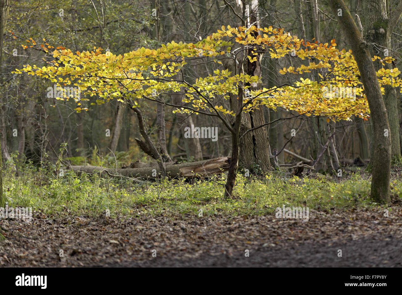Autumnal woodland on the Ashridge Estate, Hertfordshire, in November. Stock Photo