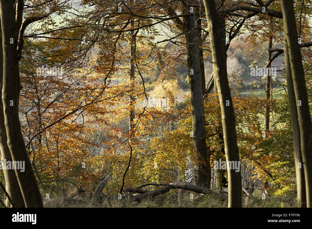 Autumnal woodland on the Ashridge Estate, Hertfordshire, in November