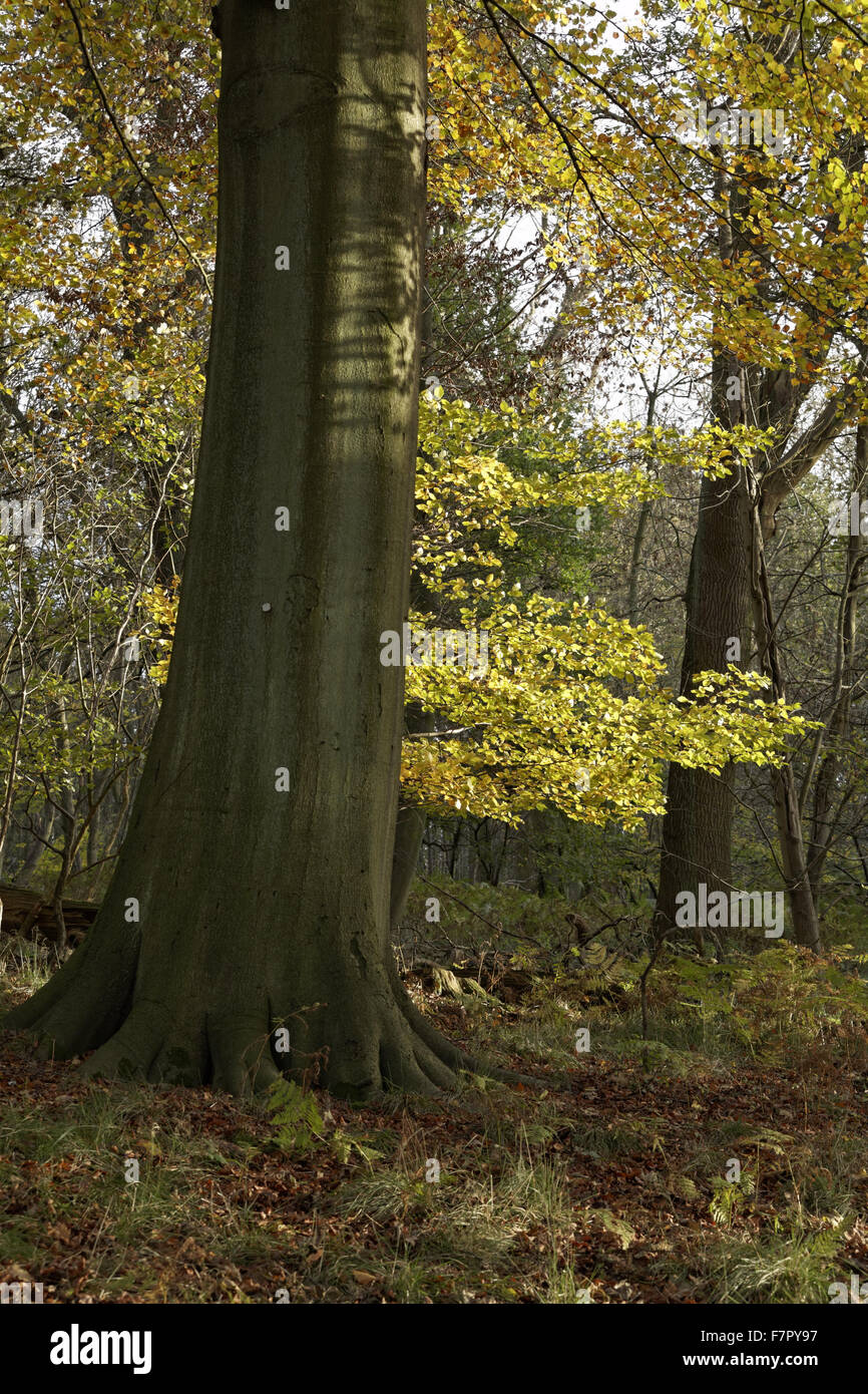 Autumnal woodland on the Ashridge Estate, Hertfordshire, in November. Stock Photo