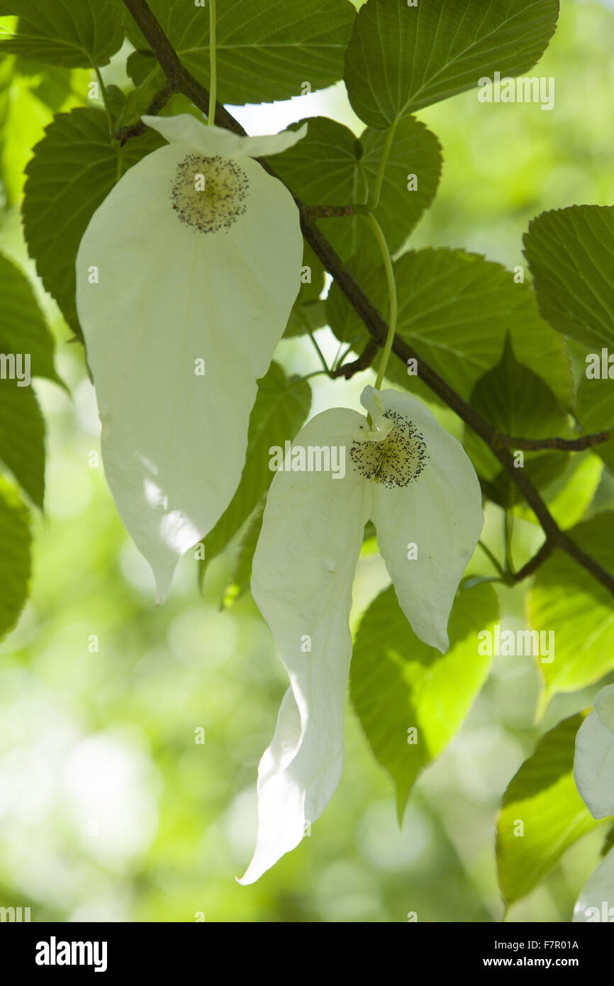 'Handkerchief tree' (Davidia involucrata) flower bracts in bloom in the ...